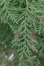 Lawson`s cypress, Chamaecyparis lawsoniana, leaf with red, male cones